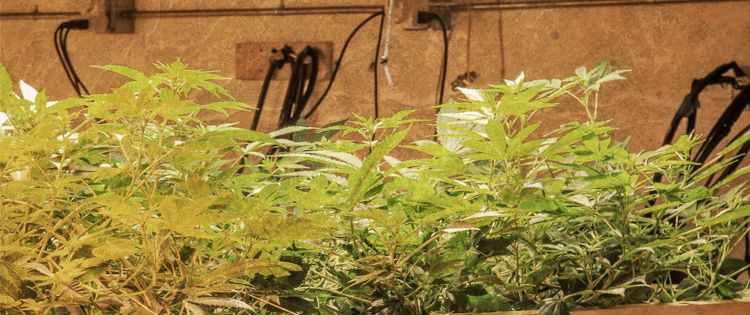 A Brief History of the Marijuana Legalization Movement Globally