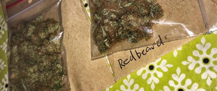 Red Beard & Bubblegum cannabis strains.