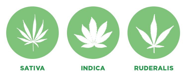 3 Cannabis Subspecies