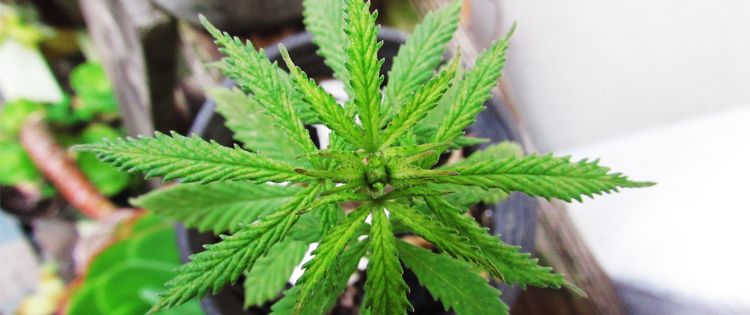 homegrow cannabis - grow your own cannabis