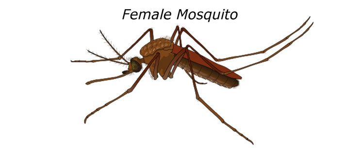 Female mosquito requires fresh blood to nurture her developing eggs. 