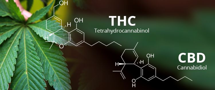 CBD in fact seems to modulate the high from THC