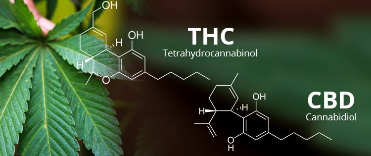 CBD and THC: Understandng The Entourage Effect
