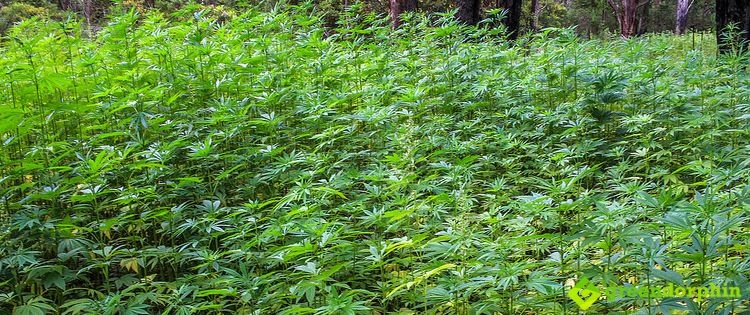 The New German cannabis growing regulation