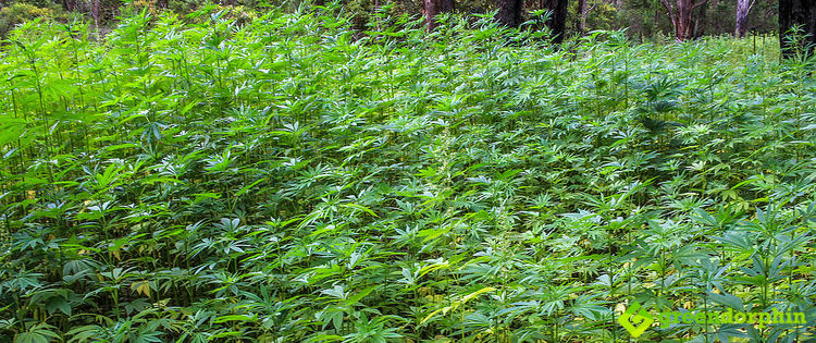 Germany's hemp industry