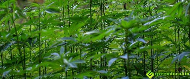 hemp-derived CBD