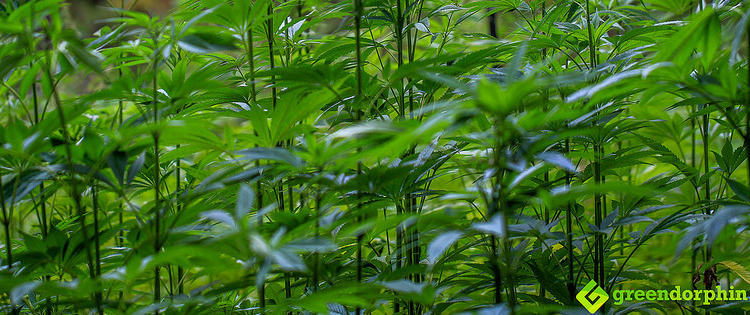 industrial hemp in Germany