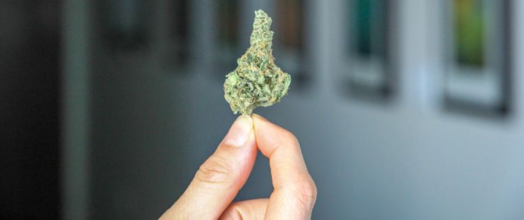 cannabis less harmful
