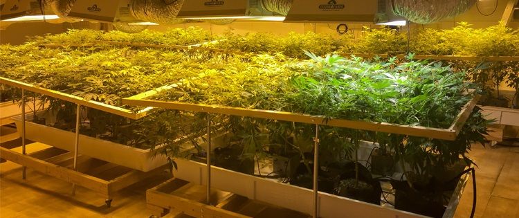 Grow Cannabis hydro