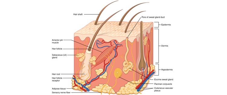 Skin layers where cannabis patch penetrates