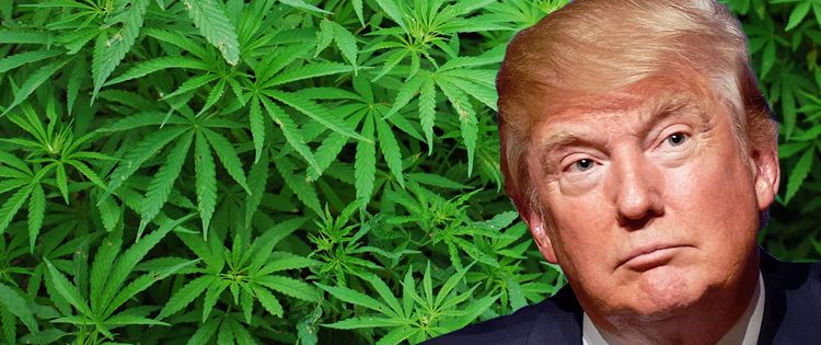 Trump Government to Cannabis Industry