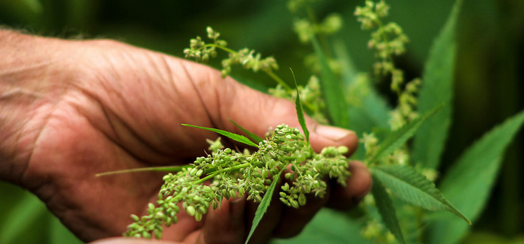 Hemp Farming