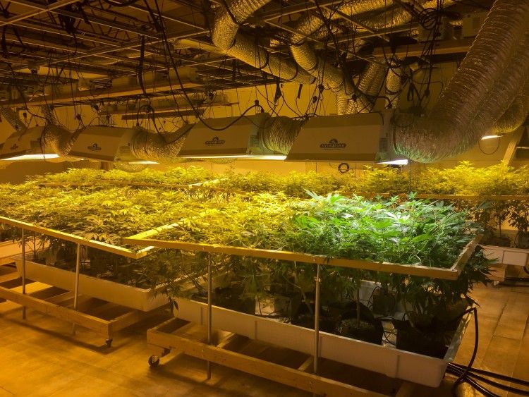 Indoor cannabis growing facility 