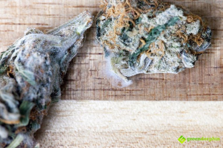 7 Ways to Keep Marijuana Fresh for Longer | Greendorphin.com