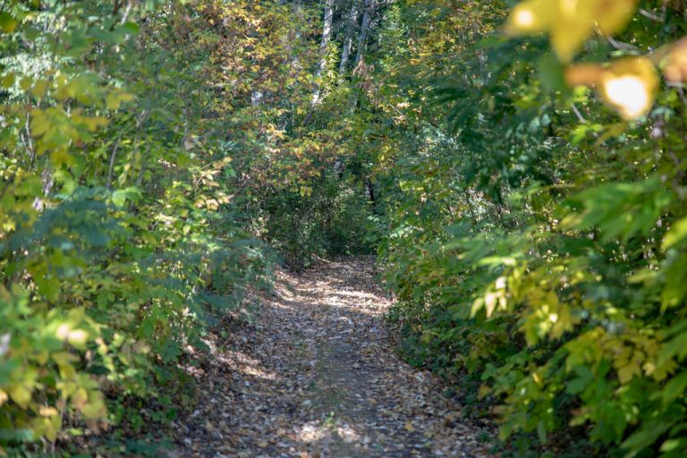 Forest Bathing