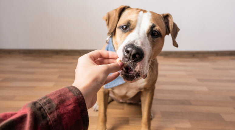 CBD Dog Treats