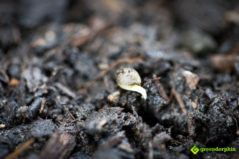 cannabis seed with sprout