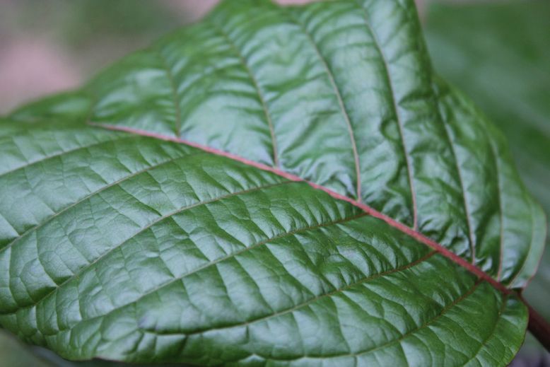 kratom leaf