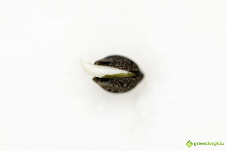 Cannabis seed with taproot