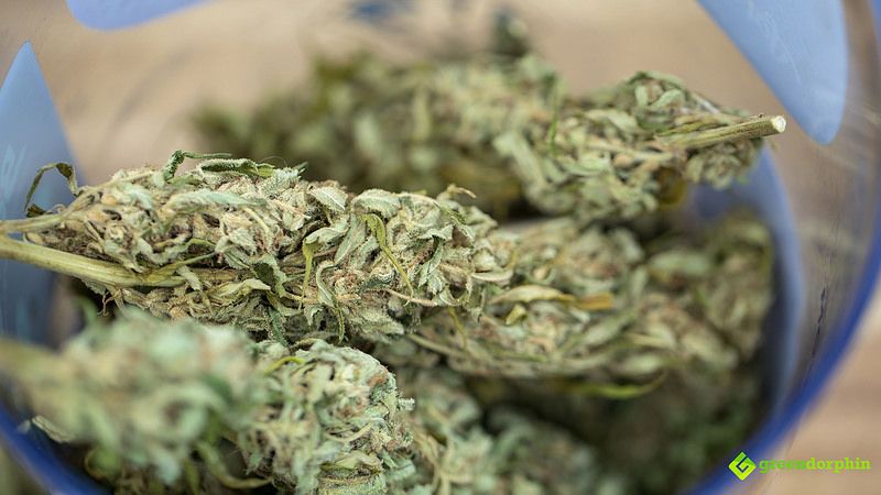 Does Marijuana Expire? - Marijuana buds