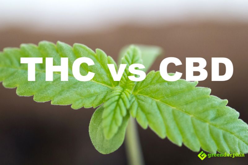 THC vs CBD