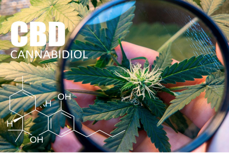 CBD Cannabidiol - Does CBD get you high? 