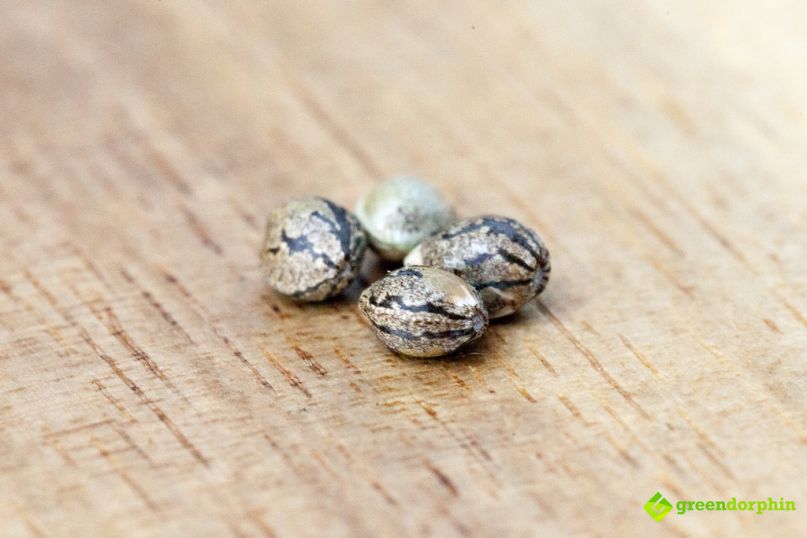 How to Germinate Cannabis Seeds