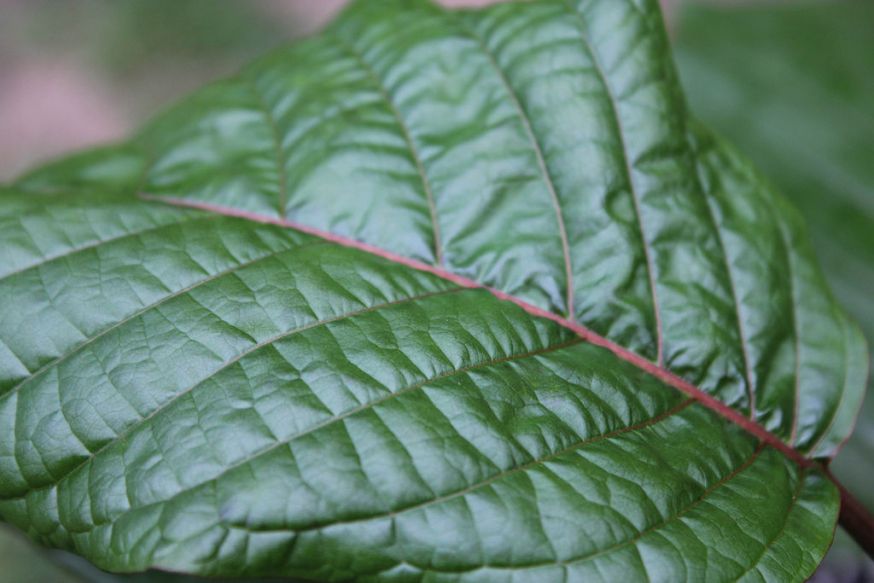 Kratom Leaf